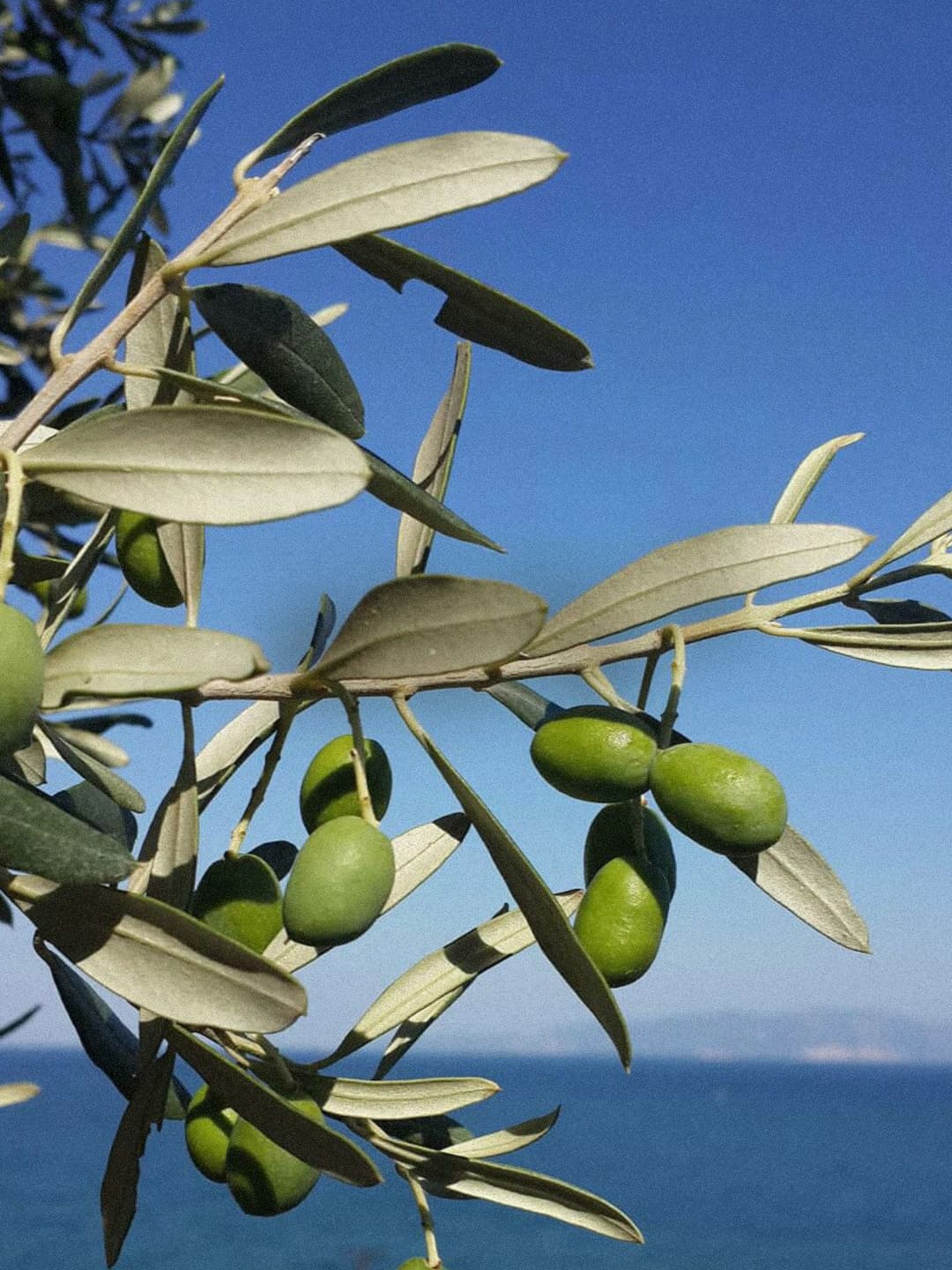 Olive branch